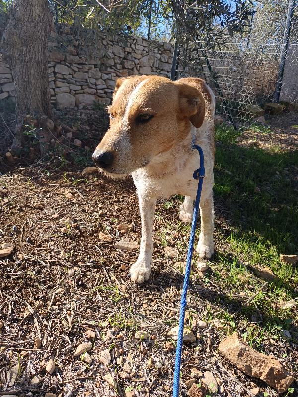 Kiss, giovane meticcio 3 anni e mezzo Foto 6